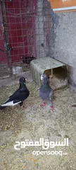  1 متاح حمام جوز