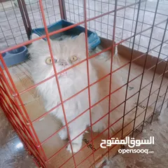 10 قطط لتبني بشروط