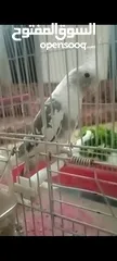  1 عصفور كوكتيل نوع فيس ذكر اليف
