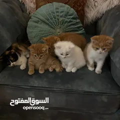  5 قطط شيرازي