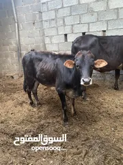  2 عجل عماني للبيع