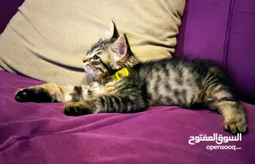  1 264920587.        الجبيهه قرب المسجد التلاوي