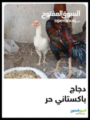  2 دجاج لوهمان عدد 7 دجاجات وديكين دجاج باكستاني  الدجاجات بياضات عدد 6 ديك باكستاني شرس مقاتل يهاجم