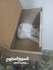 6 بسم الله ما شاء الله طيور كامل للبيع البيع كامل اقرا الوصف جيدا