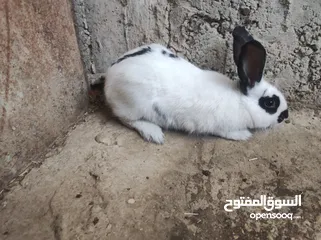  1 انثى شيرازي صلاة النبي عمرها 5 شهور ونص