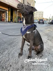  17 كلب ملينو عمر 5شهور للبدل عل كلب  بوبي
