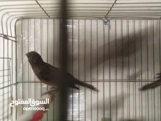  7 طيور كناري لون مخملي  للبيع المستعجل ( اقرأ الوصف جيدا )