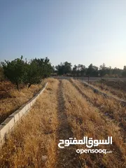  4 مزرعه أربعه دونم مشيكه بالكامل ارض زراعيه وبيت ريفي غرفتين وحمام ومطبخ صغير وباربكيو وساحه واسعه