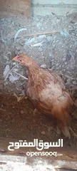  3 دجاج راقد اقرا التفاصيل
