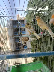  3 متاح فراخ جواسب اربع جاسب في حبه مقنبر