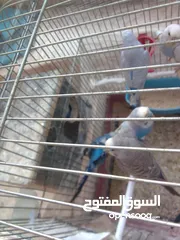  2 اللبيع 3جواز حب اللبيع اربد دوار صحاره مع 3كواخ وقفص 3معالف