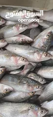 8 أسماك طازجة يوميا من التجربة الاولي