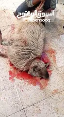  3 كل عام وانتم بخير لحام متنقل لذبح جميع انواع الأضاحي_ونذور للتواصل