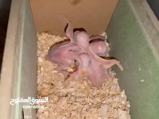  2 إفراخ زق يدوي روز وكوكتيل ودرة