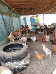  1 دجاج مهجن عماني فرنسي