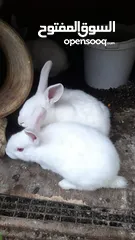 3 ارانب فرنسيه اصلي للبيع بسعر مغري جدا