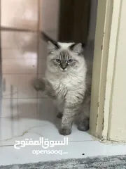  2 قط همالايا مكس بريتش