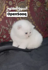  12 Pure Scottish/ بيور سكوتش