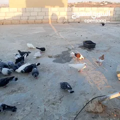  3 حمام للبيع في مادبا
