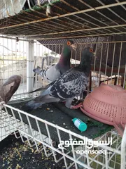  2 جواز بسعر الحرق كله شغال الجوز ب6 دنانير