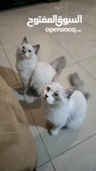  10 قطه هملايا انثى للبيع عمر ثلاث شهور  أكثير لعوبه حنونه مسليه نظيف جدا متعوده على البوكس مدربه