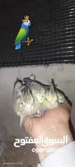  3 لدينا طيور الروز  الكوكتيل الموقع صنعاء
