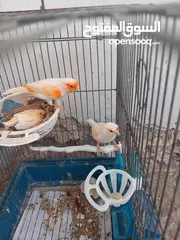  3 كنار موزييك احمر للبيع