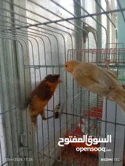  7 طيور للبيع