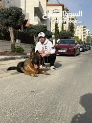  2 جيرمان شبرد أنثى للبيع
