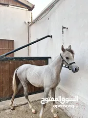  2 مهر عربي للبيع