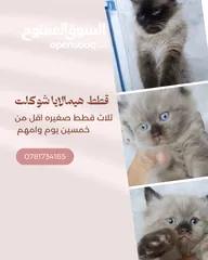  1 هيمالايا شوكلت
