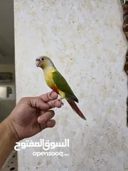  4 ببغاء جرين شيك انناس اليف مدرب طيران حر