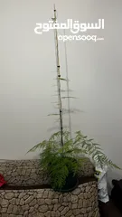  2 نبات هيليون 140 cm ارتفاع متسلق