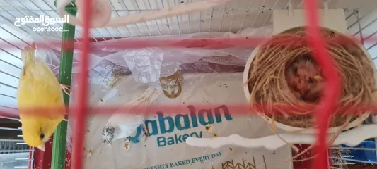  3 طيور كناري متنوعة الأعمار والألوان ذكور وإناث