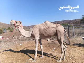  1 للبيع ناقه عمانيه لحم