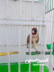  1 4فحول حسون