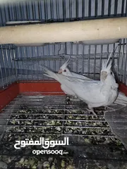  7 جوز كوكتيل  البينو