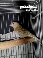  2 حوز عصافير خضري للبيع او للبدل