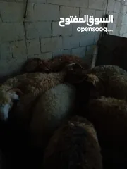  4 غنم خاروف بلدي