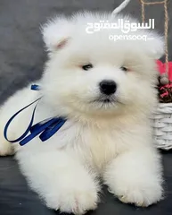  7 جراء جولدن وسامويد