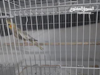  13 ببغاء كنيور نوع بيرلي و مزيد من الطيور و مستلزماتها