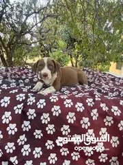  4 بيتبول مستوى عالي