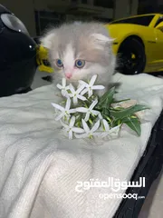  1 سكوتش مكس راقدول مهجنيين باي كلار