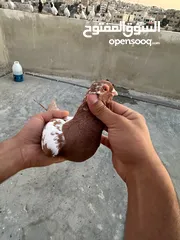  8 طيوور حمام للبيع بسعر مناسب تنظيف سطح