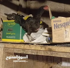  1 دجاجه بندوقة باكستاني تريد أن ترقد وجوز بط عمر سنه بلدي وصحه تمام
