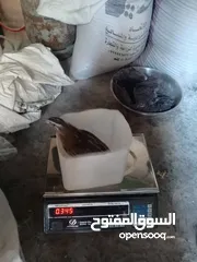  4 فرض طيور سمان