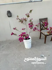  9 نباتات منزلية للبيع House plants for sale