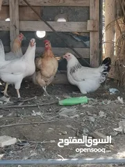  6 للبيع دجاج منتج