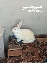  1 ارانب للبيع انثايتين  معاشير وذكر
