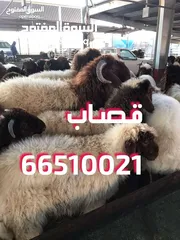  1 قصاب جزار لذبح وتقطيع الذبائح أمام باب بيتك